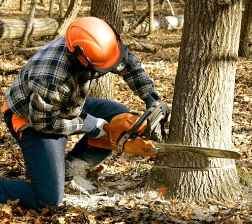 Tree Removal in Mound Bayou, MS